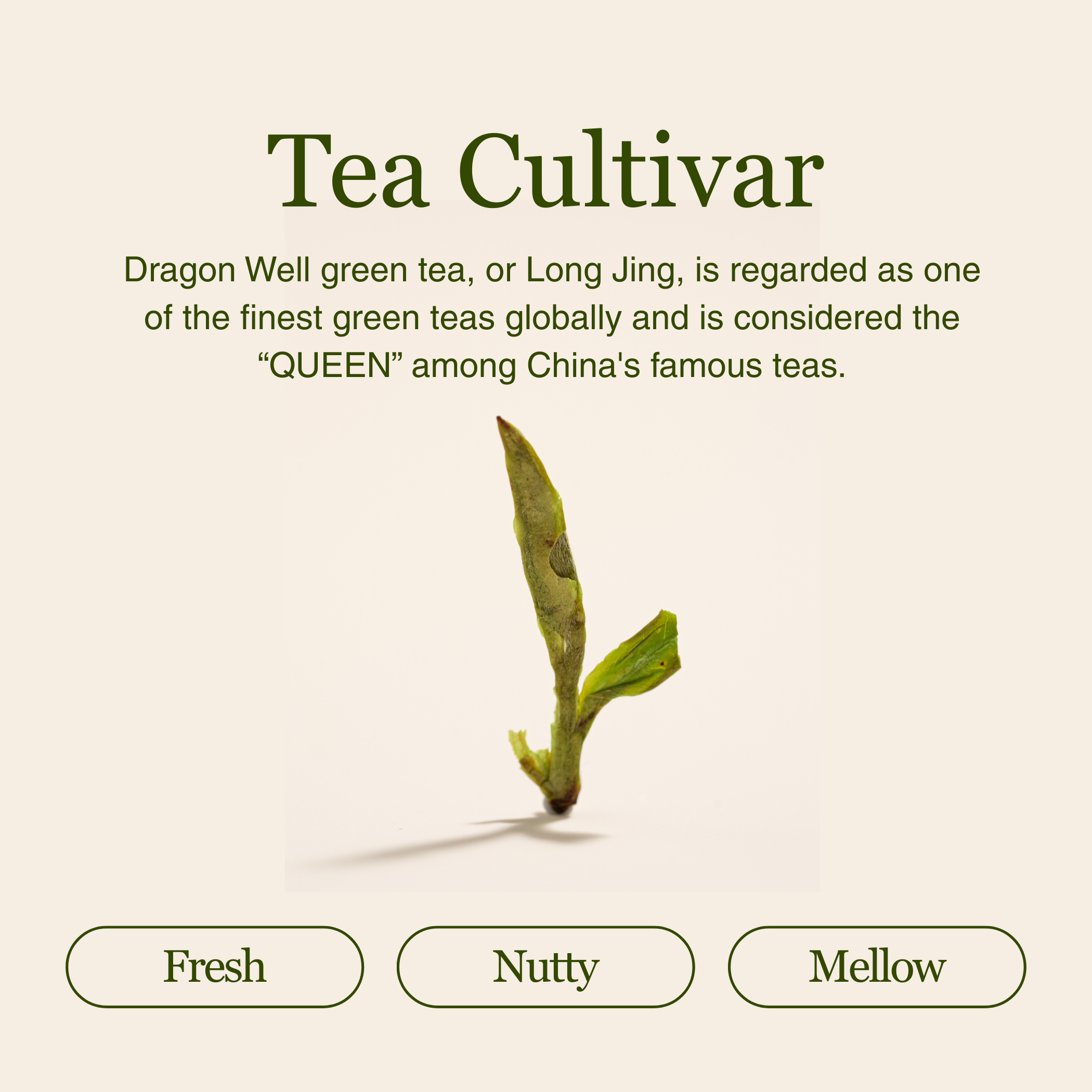 Imperial Dragon Well — 2025 Championship Tea WINNER