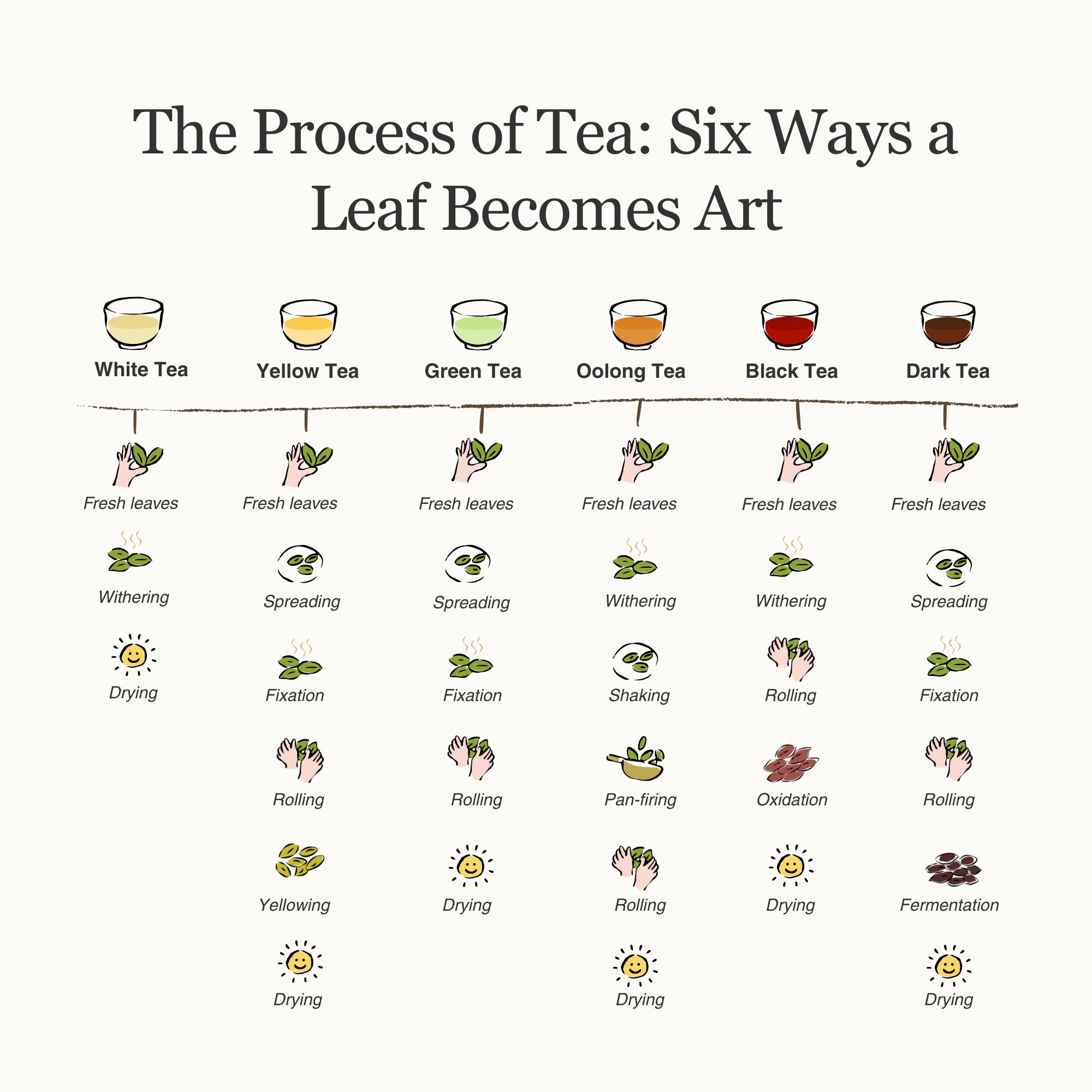 Living History Tea Gift Set | 6 Types, 12 Packs | 1.07 sqft. Tea Museum