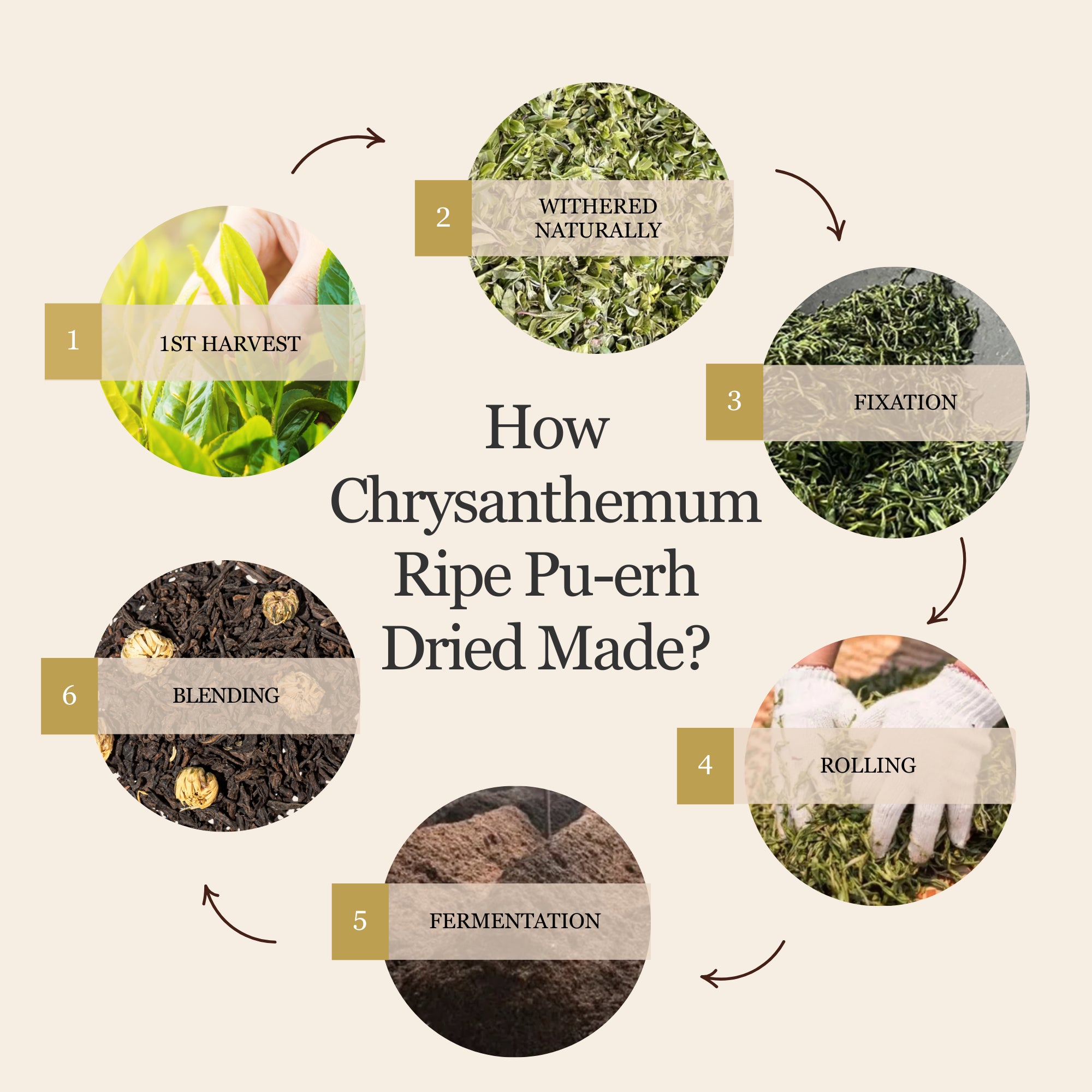 Chrysanthemum Ripe Pu&