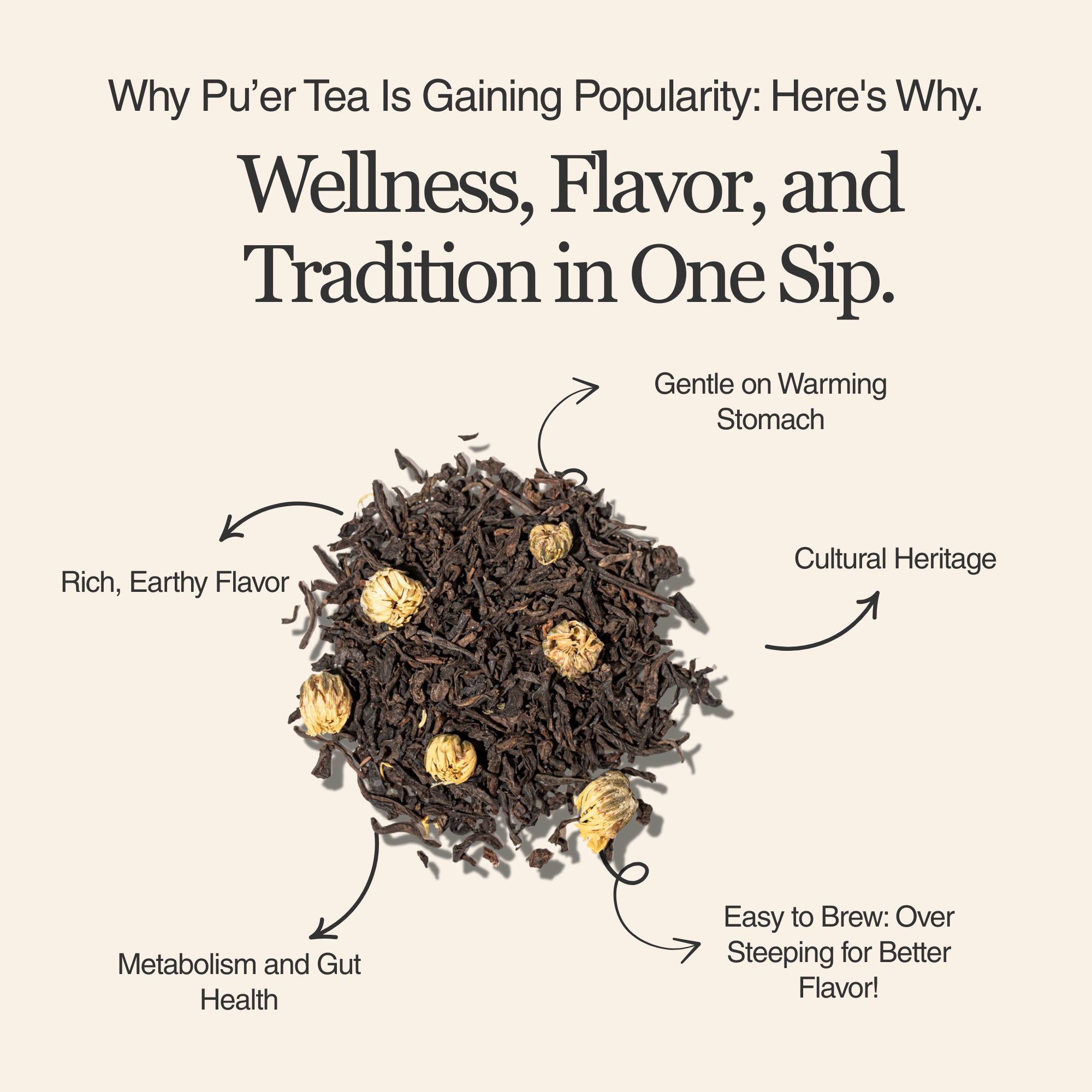 Chrysanthemum Ripe Pu&