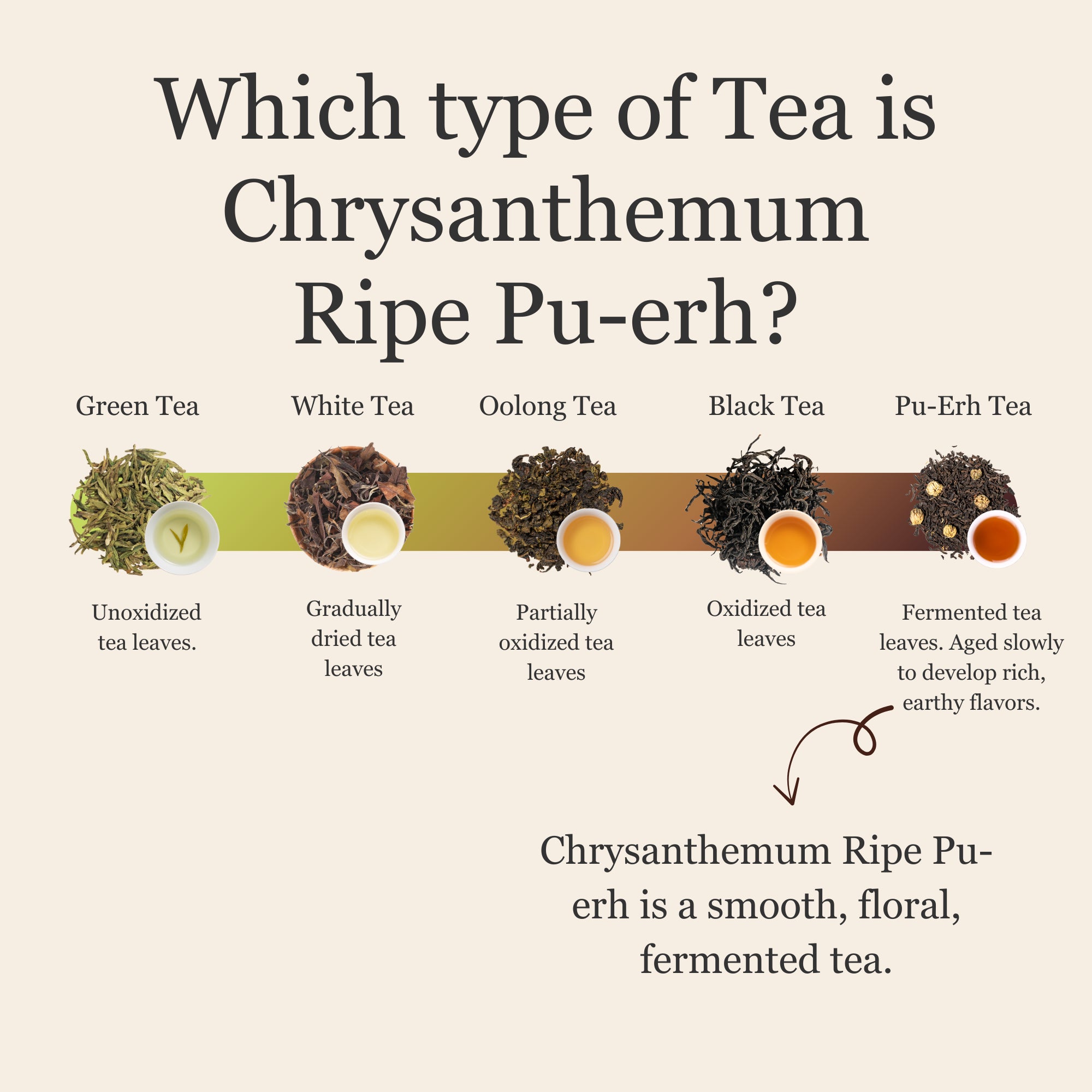 Chrysanthemum Ripe Pu&