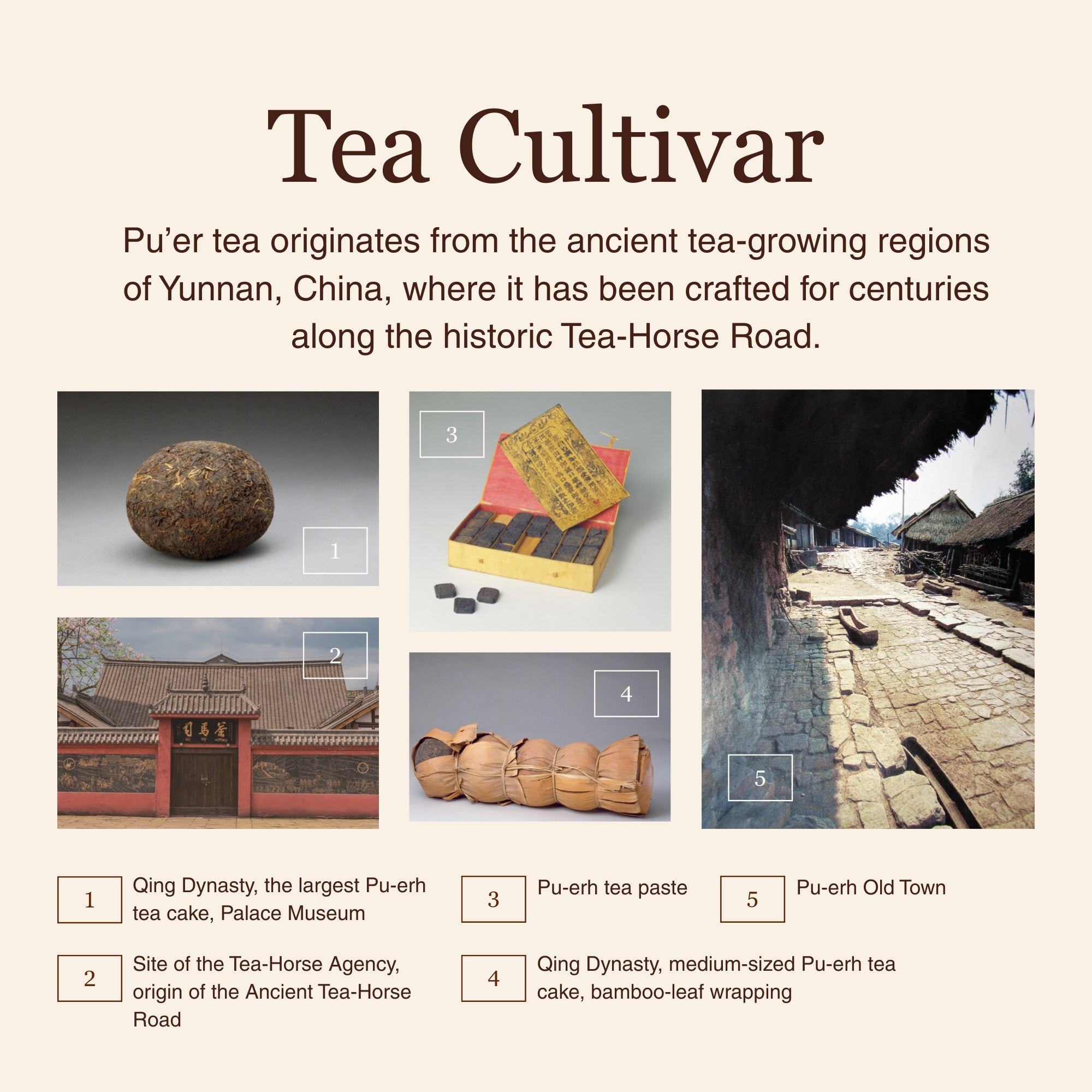 Golden Reserve Ripe Pu-erh – 50g / 1.8oz