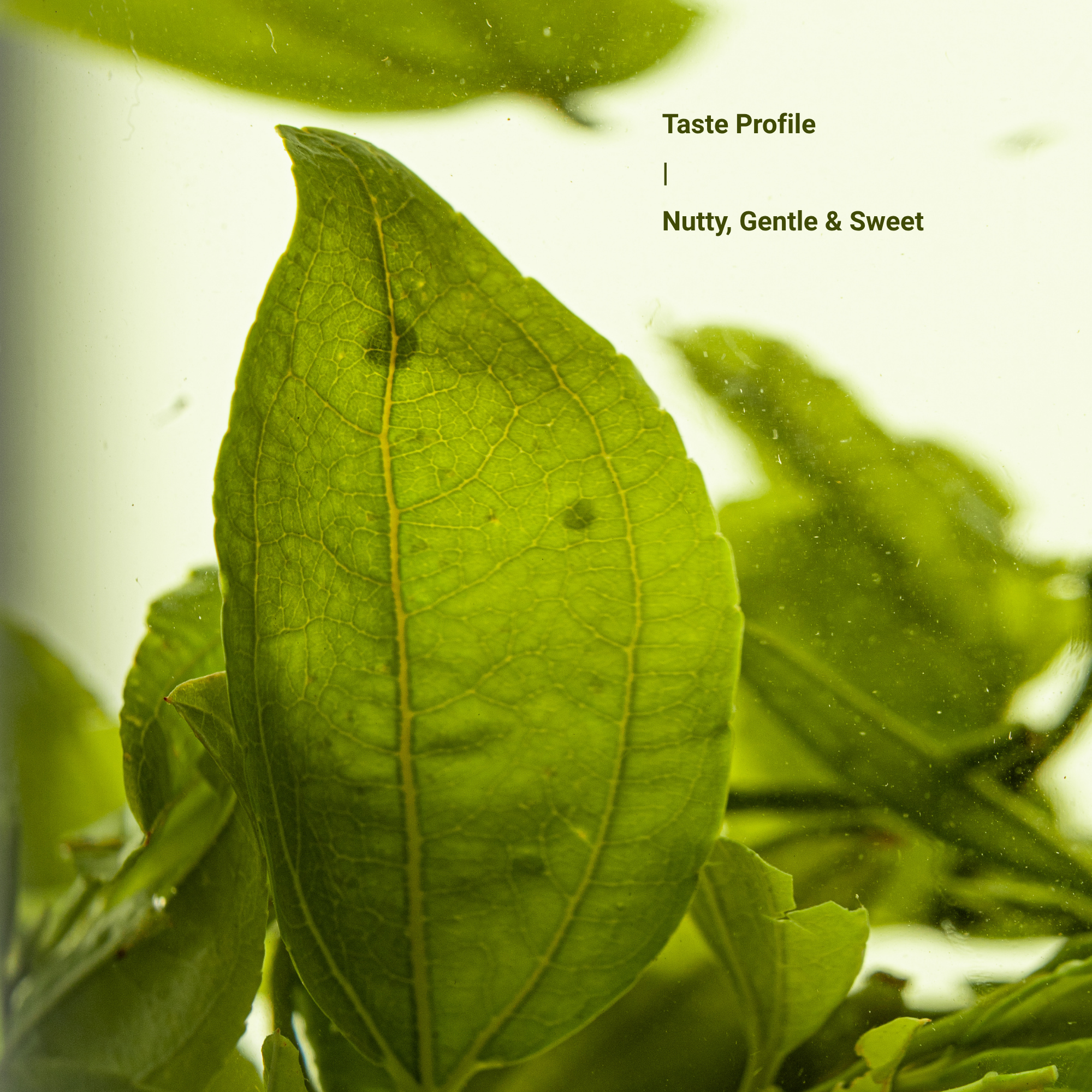 Millennia Wild Jujube Bud Herbal Tea – 50 g (1.8 oz)