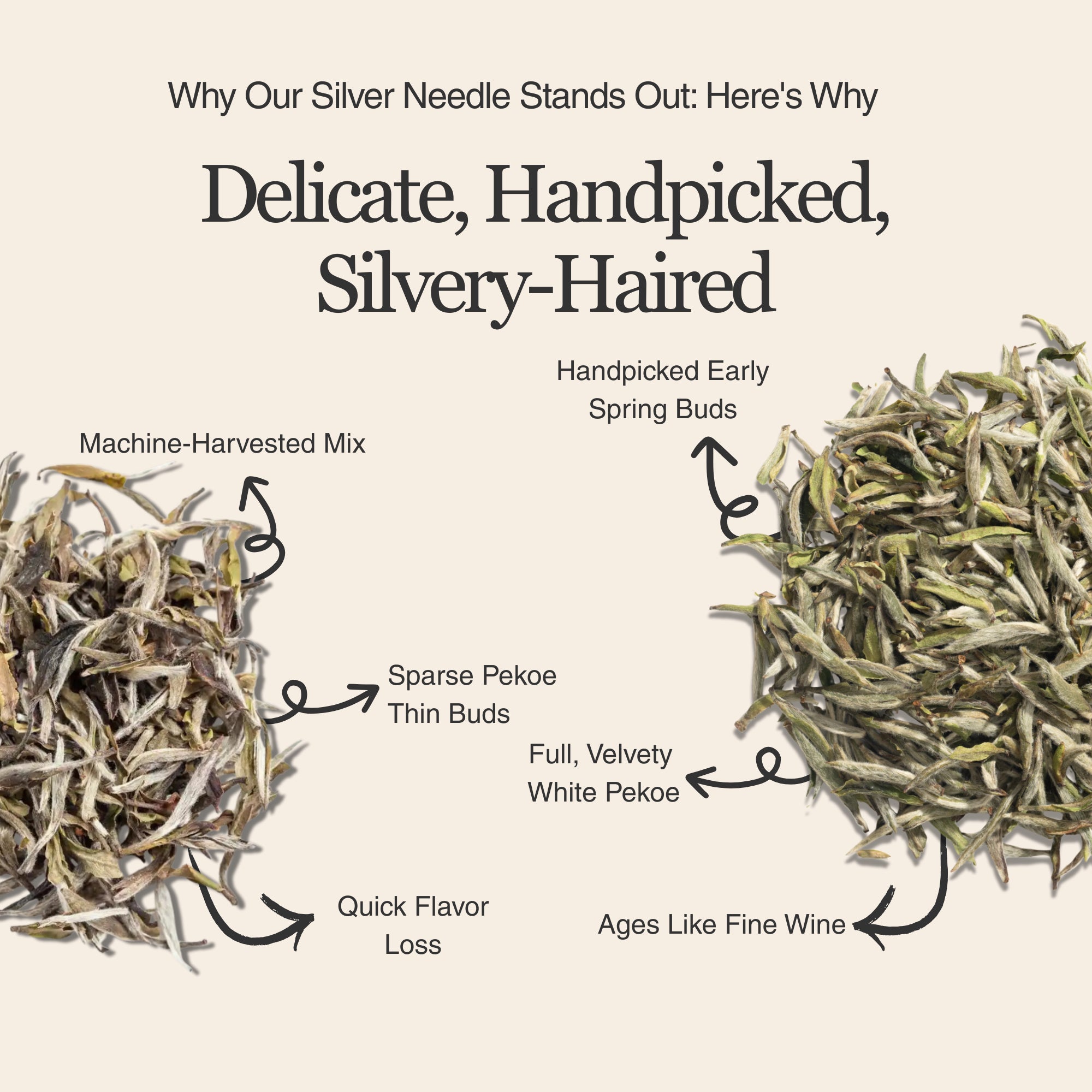 Silver Needle White Tea