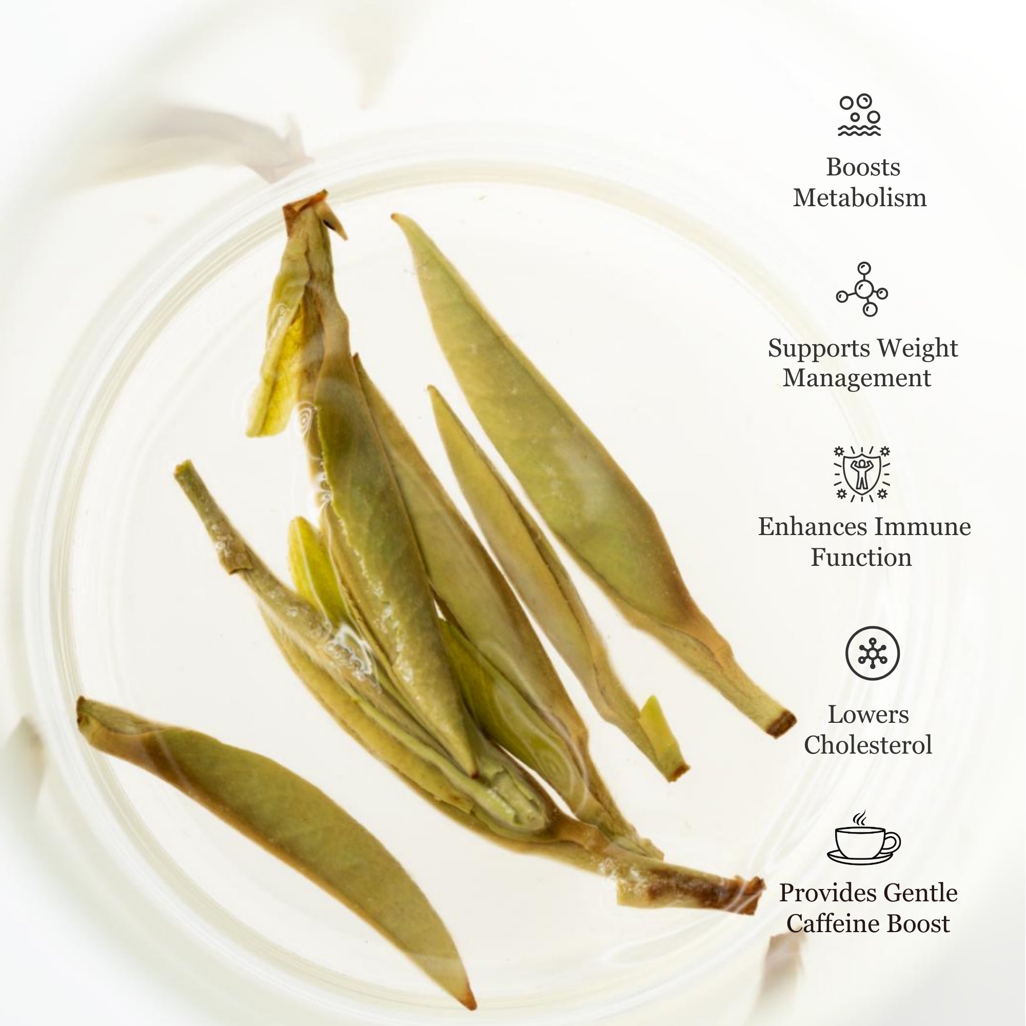 Silver Needle White Tea