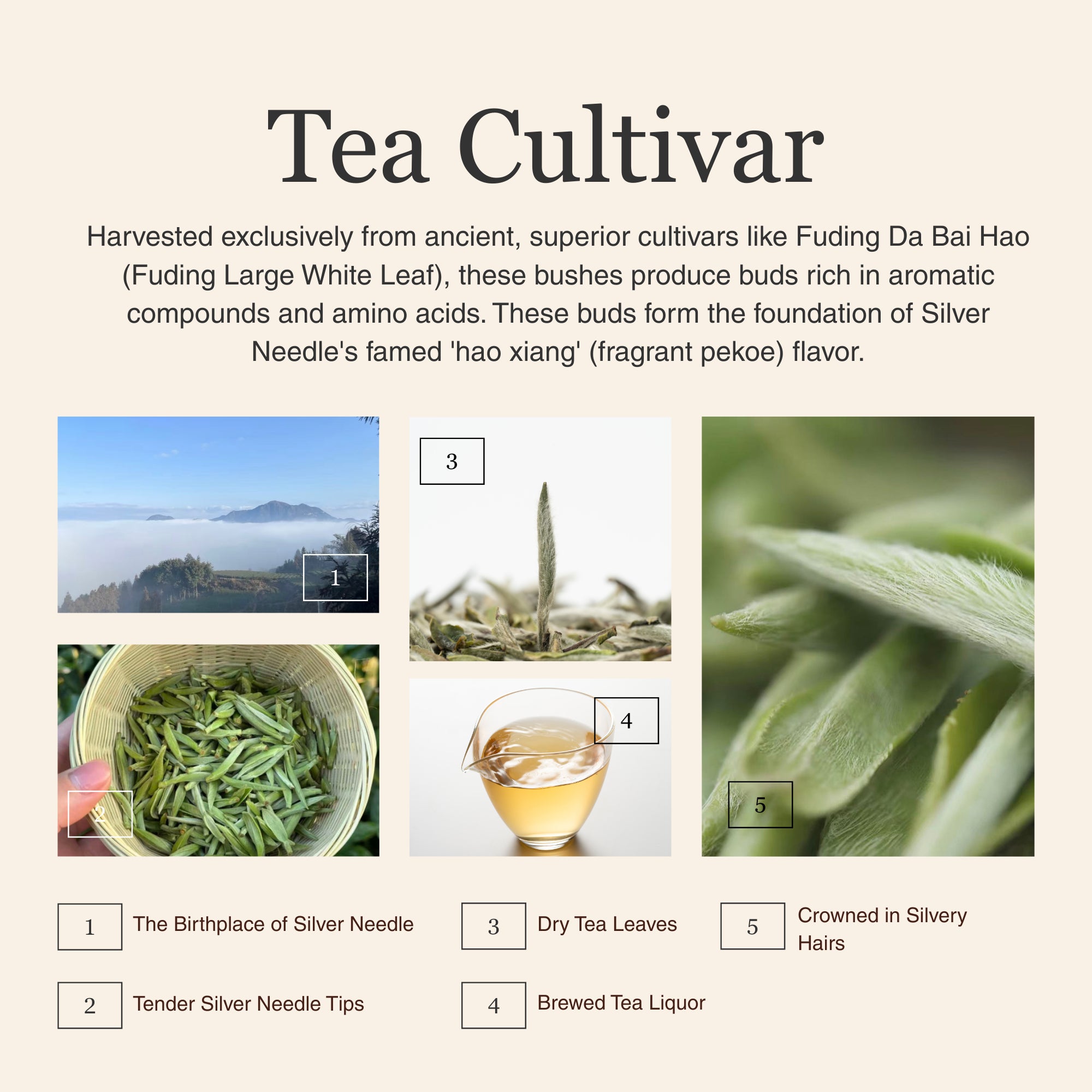 Silver Needle White Tea