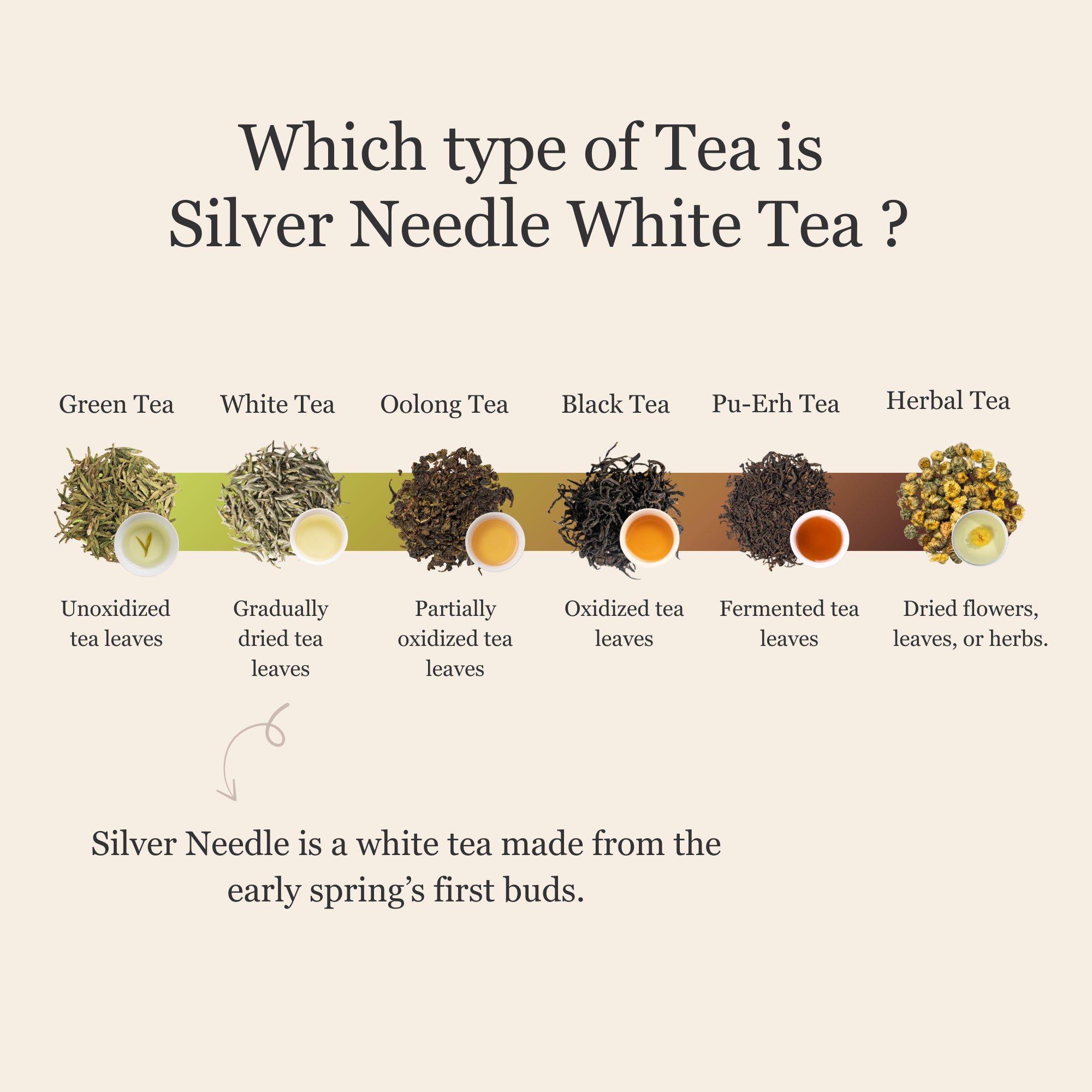 Silver Needle White Tea
