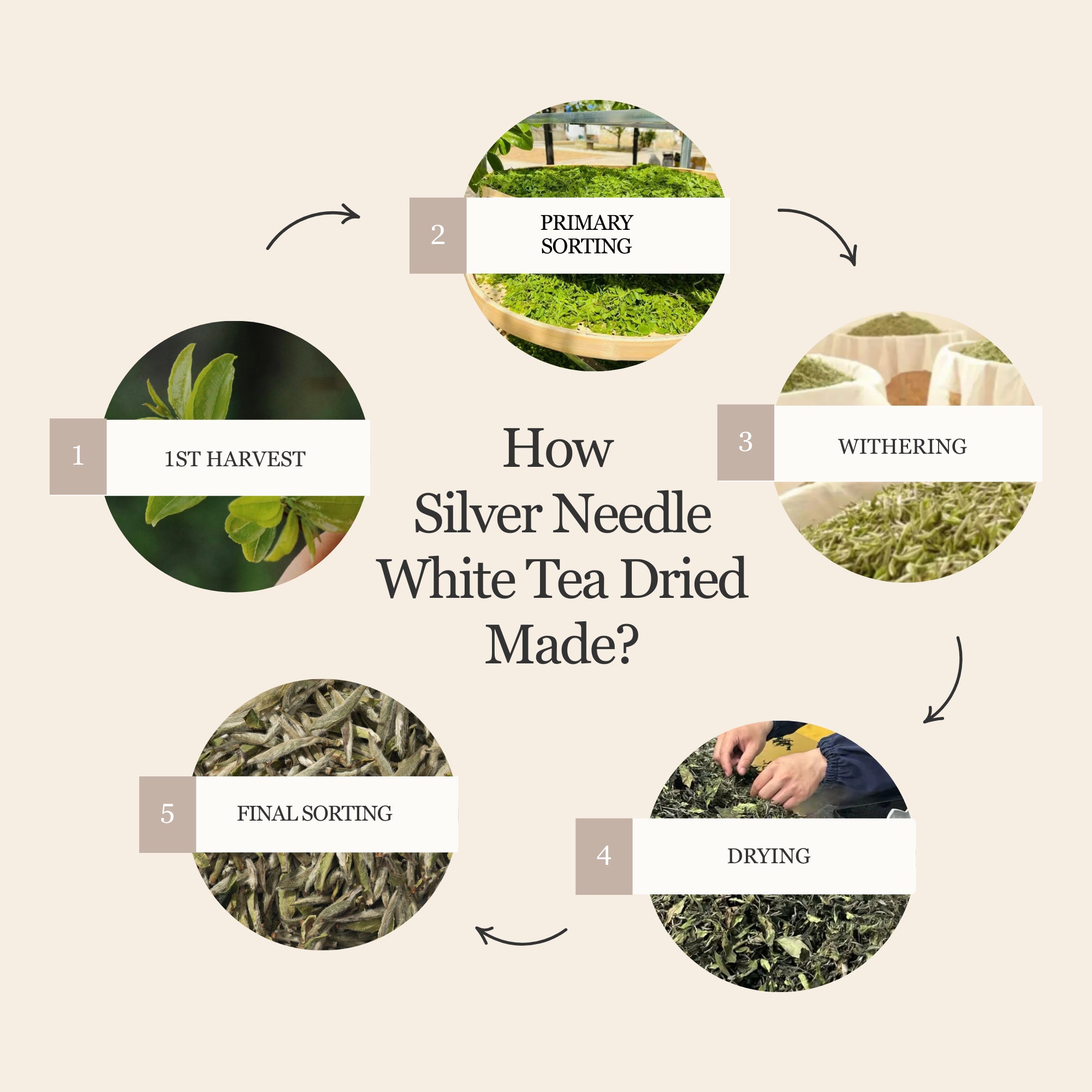 Silver Needle White Tea