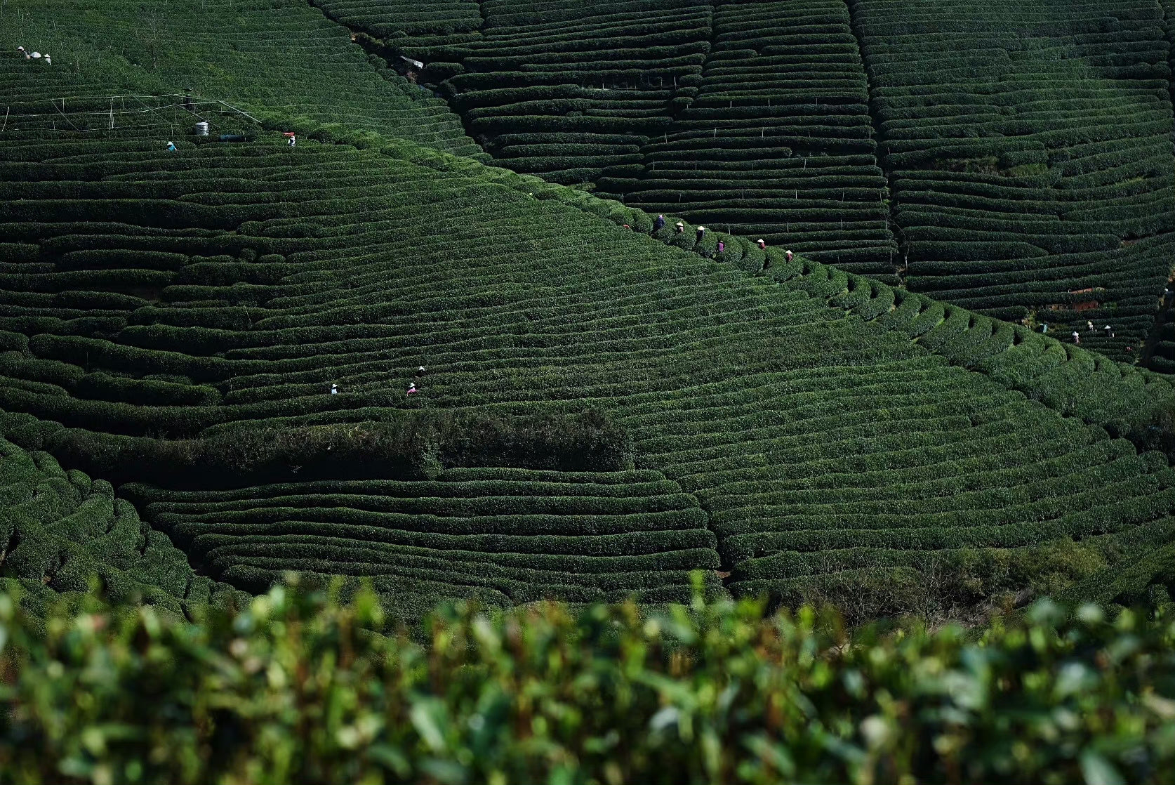 Imperial Dragon Well — 2025 Championship Tea Winner