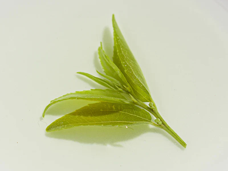 Best Tea for Wellness: Do You Know the Three Treasures of Tea?