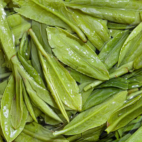 A Sip of Spring: The Award-Winning Craft of West Lake Dragon Well