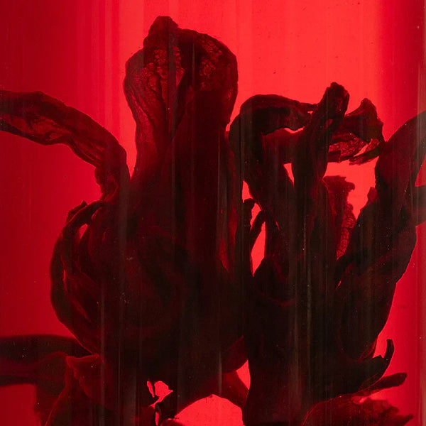 Hibiscus Tea: Health Benefits & Brewing Guide