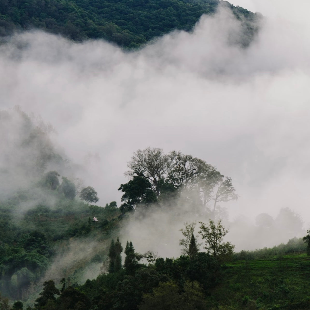 Tea 101 Ep. 05: Why High Mountain Tea Tastes Better