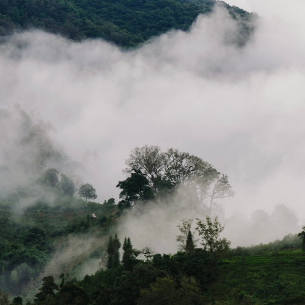 Tea 101 Ep. 05: Why High Mountain Tea Tastes Better