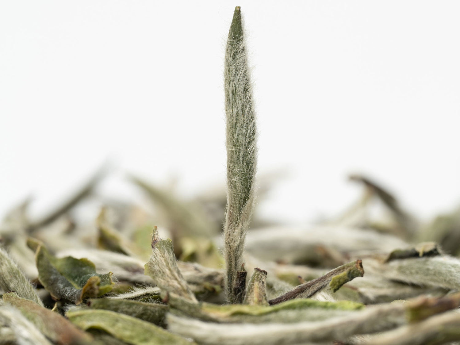 Tea 101 Ep. 02: What Is Tea Leaf Fuzz?
