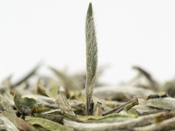 Tea 101 Ep. 02: What Is Tea Leaf Fuzz?