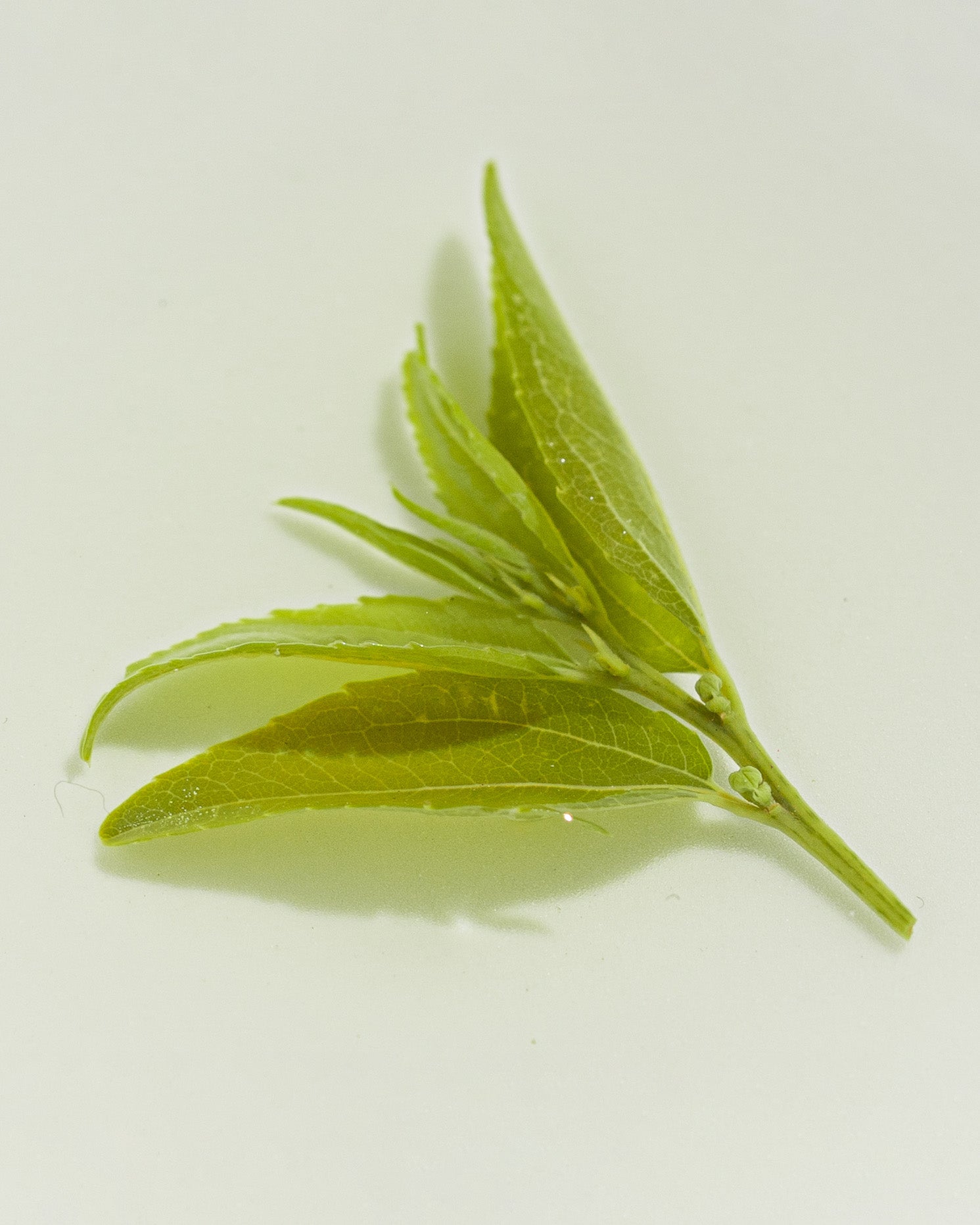 Gift for Wellness Lovers