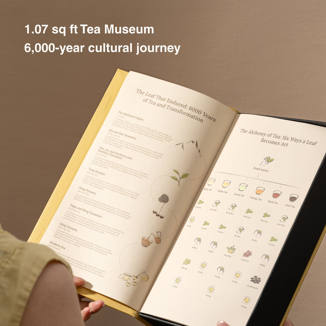 Living History Tea Gift Set | 6 Types, 12 Packs | 1.07 sqft. Tea Museum