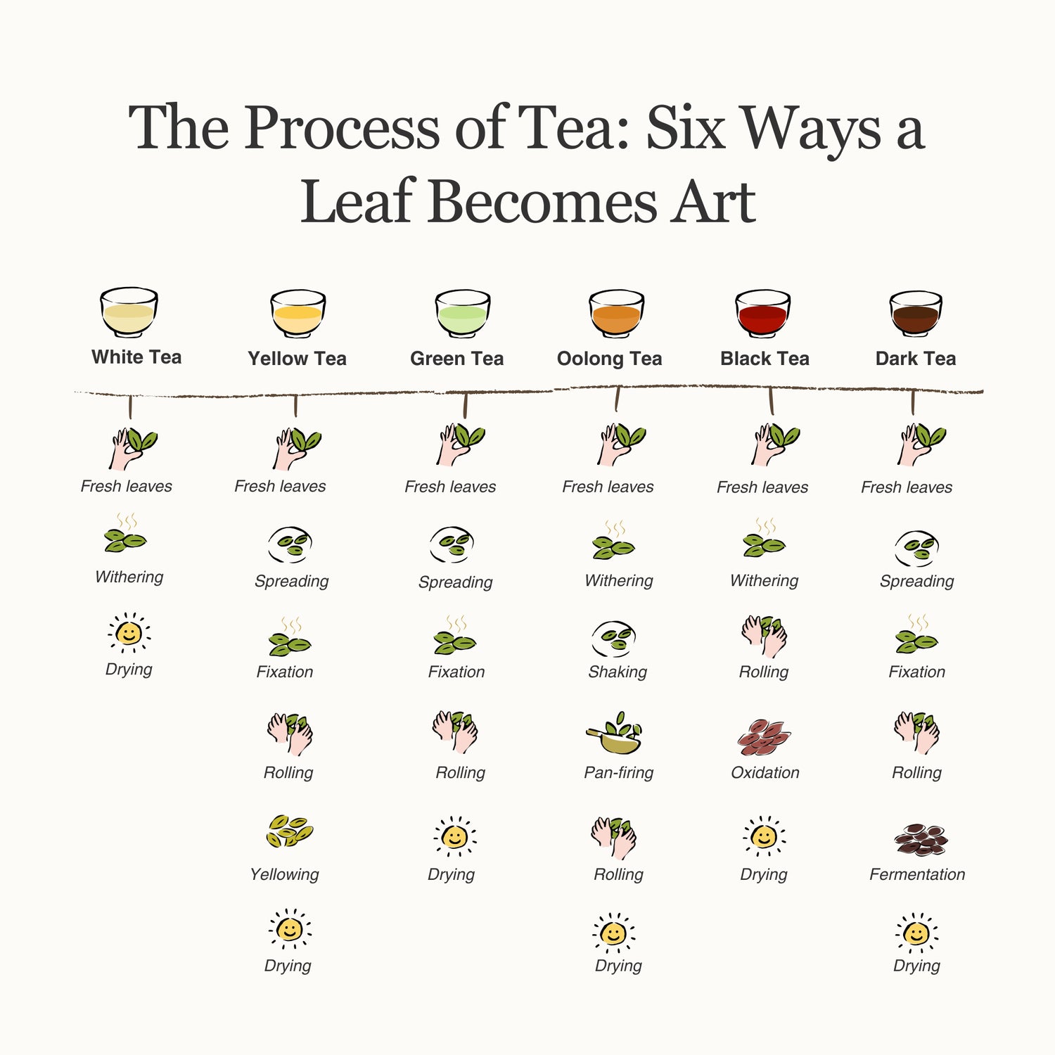 Living History Tea Gift Set | 6 Types, 12 Packs | 1.07 sqft. Tea Museum