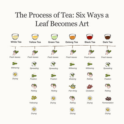Living History Tea Gift Set | 6 Types, 12 Packs | 1.07 sqft. Tea Museum