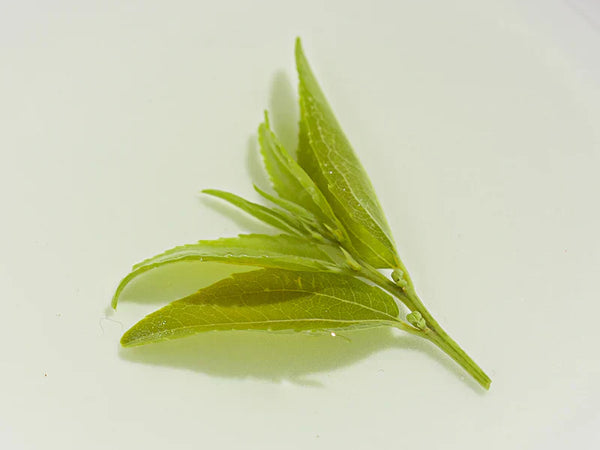 Best Tea for Wellness: Do You Know the Three Treasures of Tea?