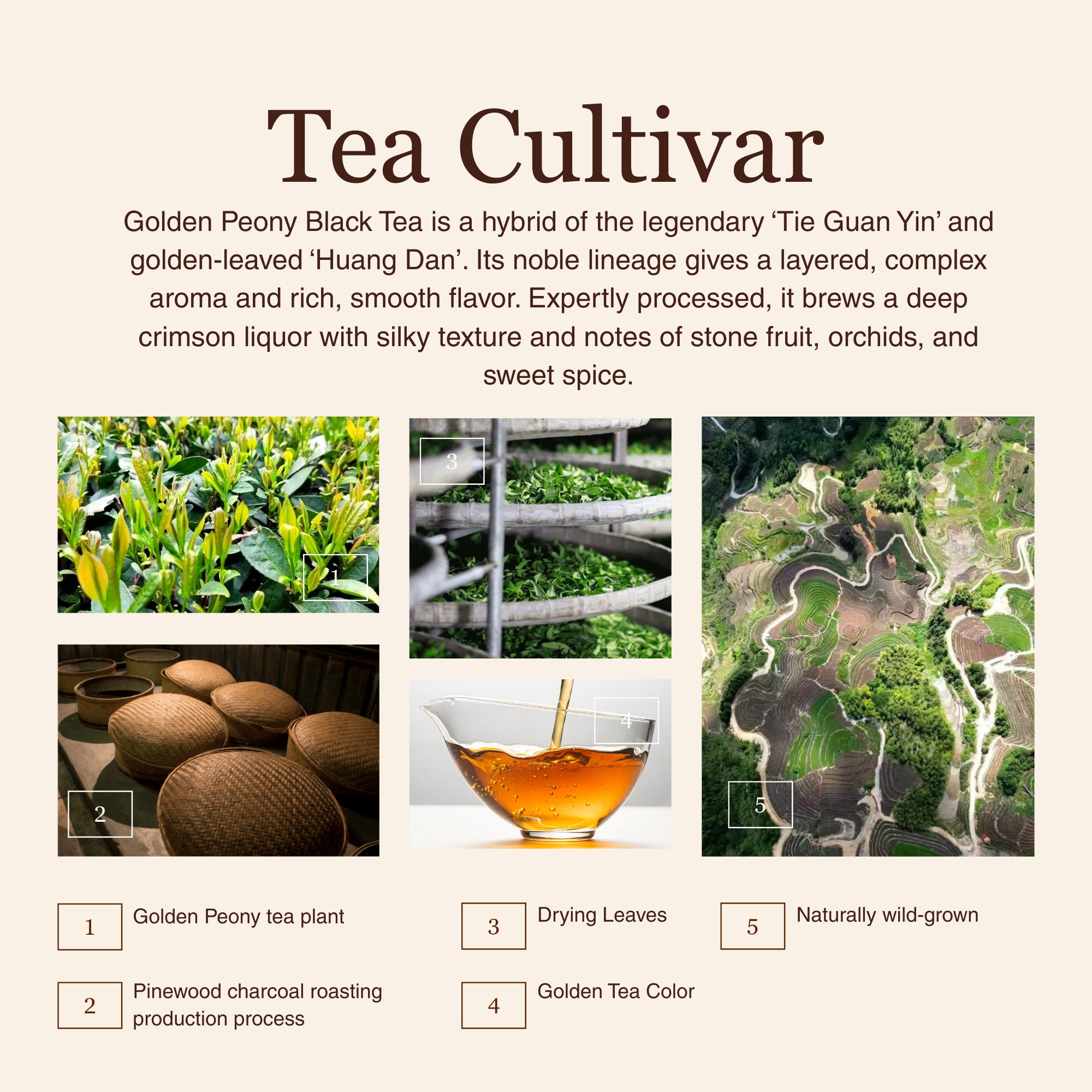 Golden Peony Black Tea – 50g/1.8oz