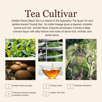 Golden Peony Black Tea – 50g/1.8oz