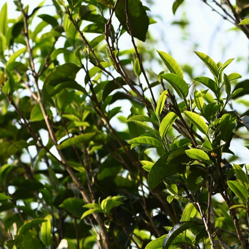 Golden Reserve Ripe Pu-erh