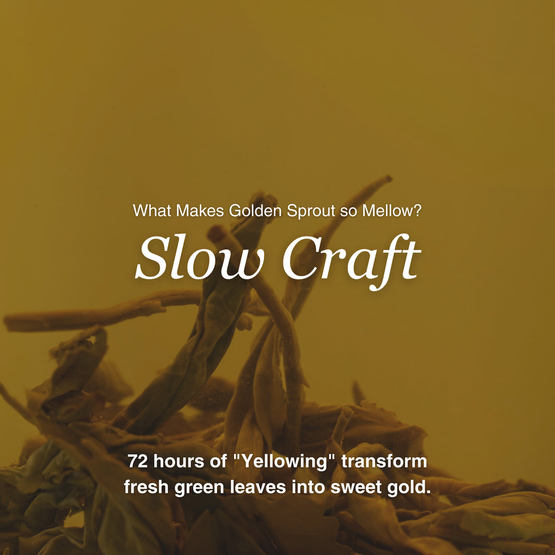 Golden Sprout Yellow Tea