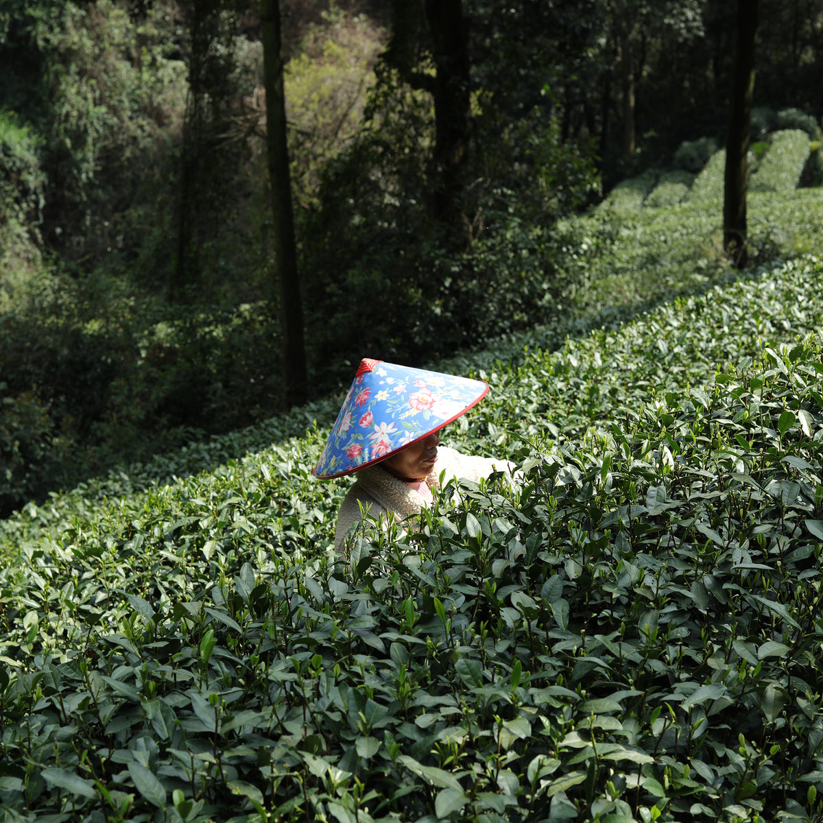 Imperial Dragon Well – Championship Tea Winner