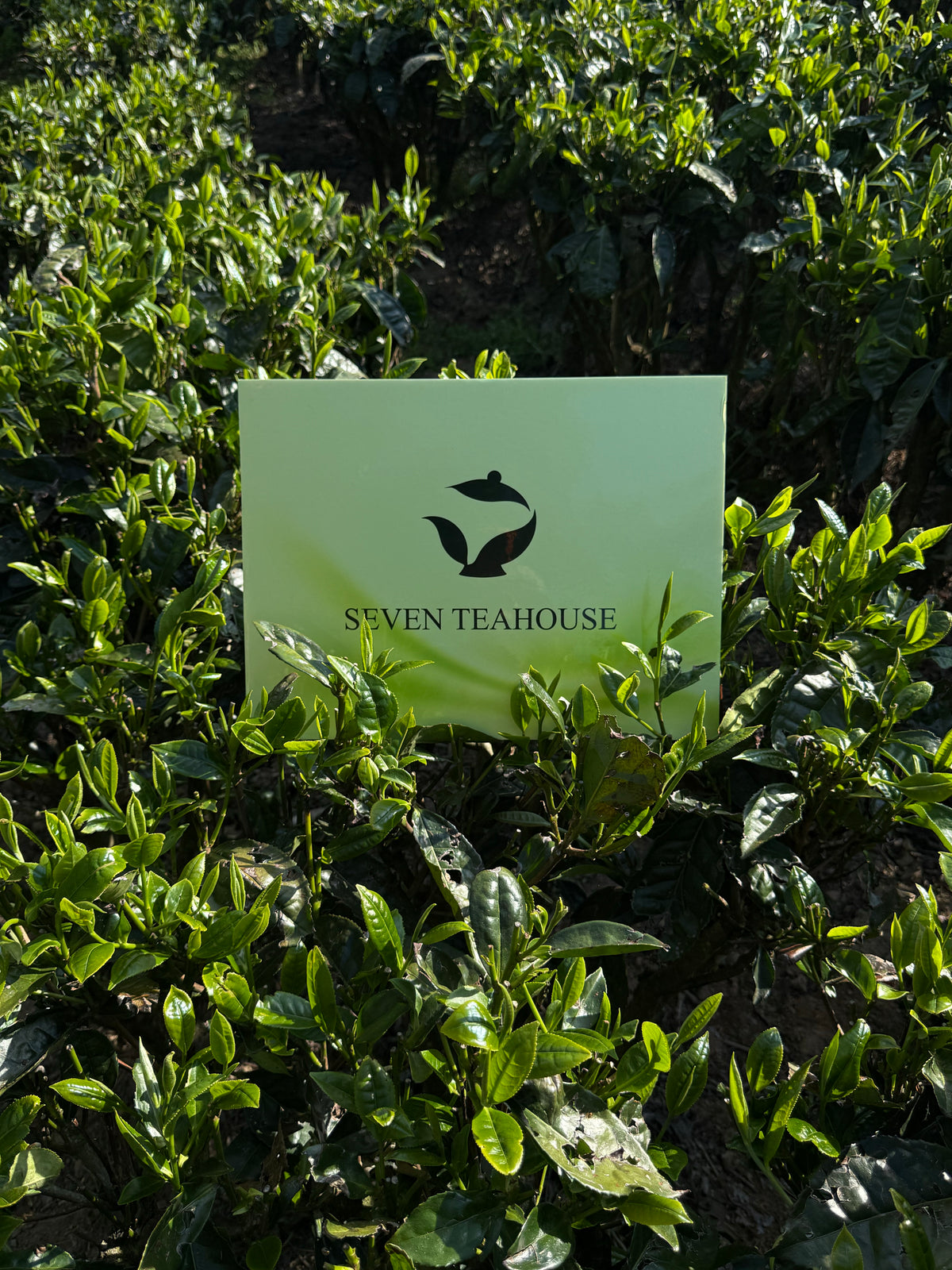 Jasmine Black Tea