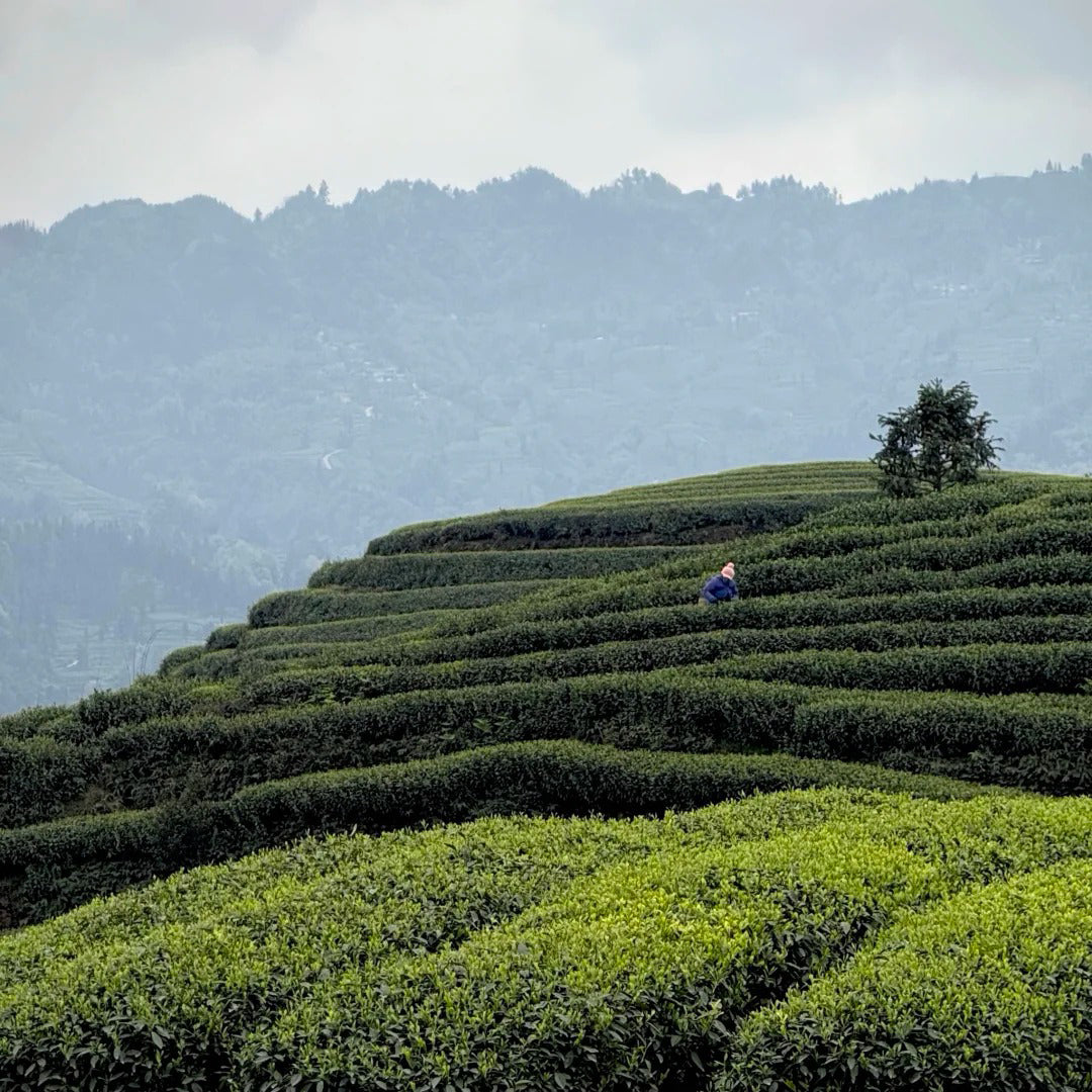 Jasmine Black Tea
