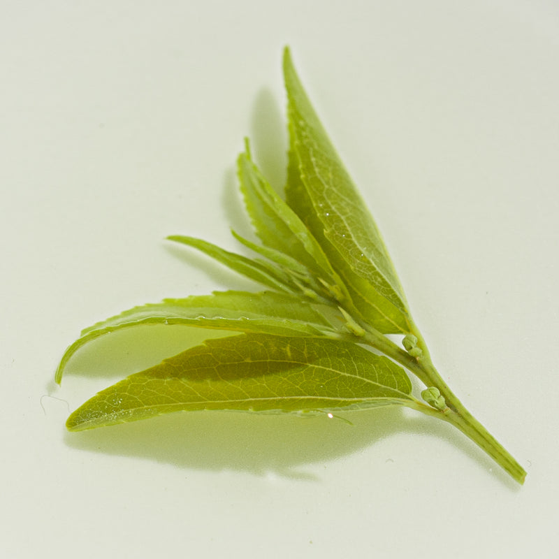 Millennia Wild Jujube Bud Herbal Tea – 50g