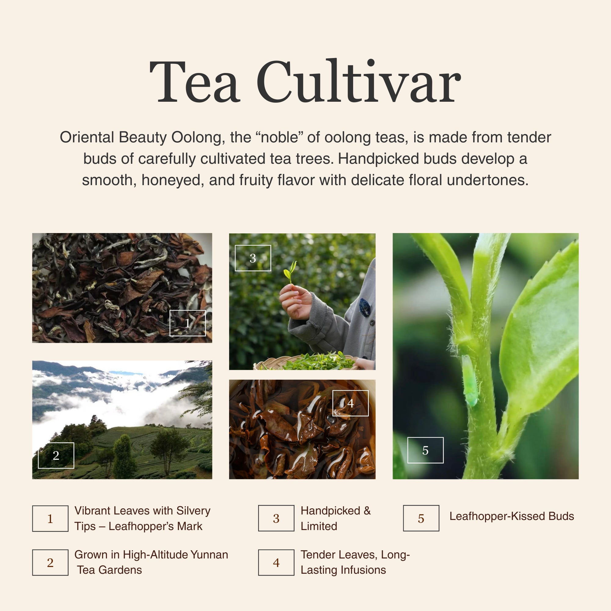 Oriental Beauty Oolong Tea – 50g/1.8oz