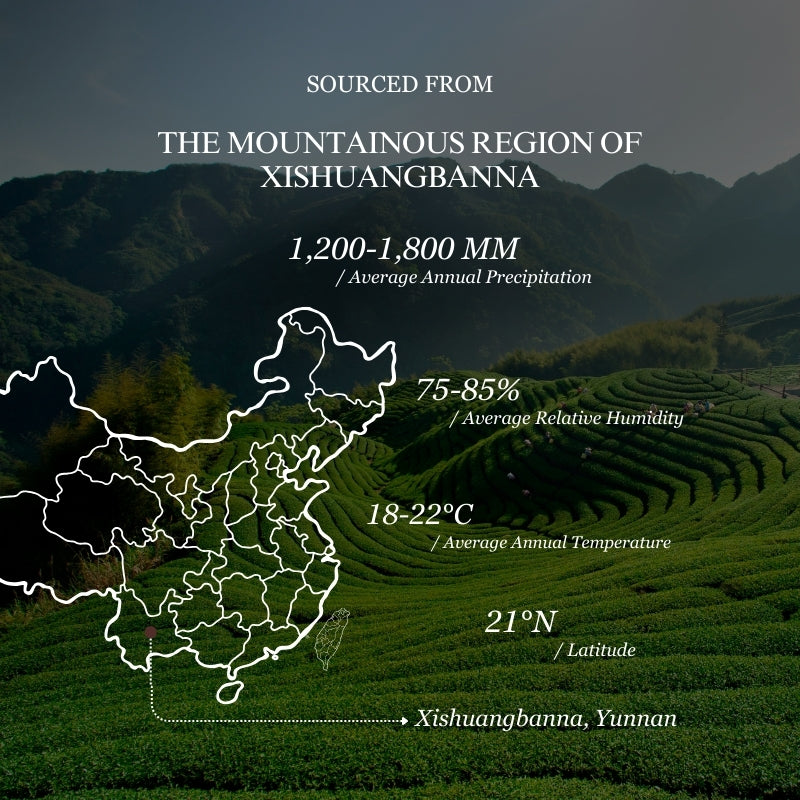 Grown in the Ancient Tea Gardens of Yunnan, Perfectly Aged for a Rich, Full-Bodied Flavor