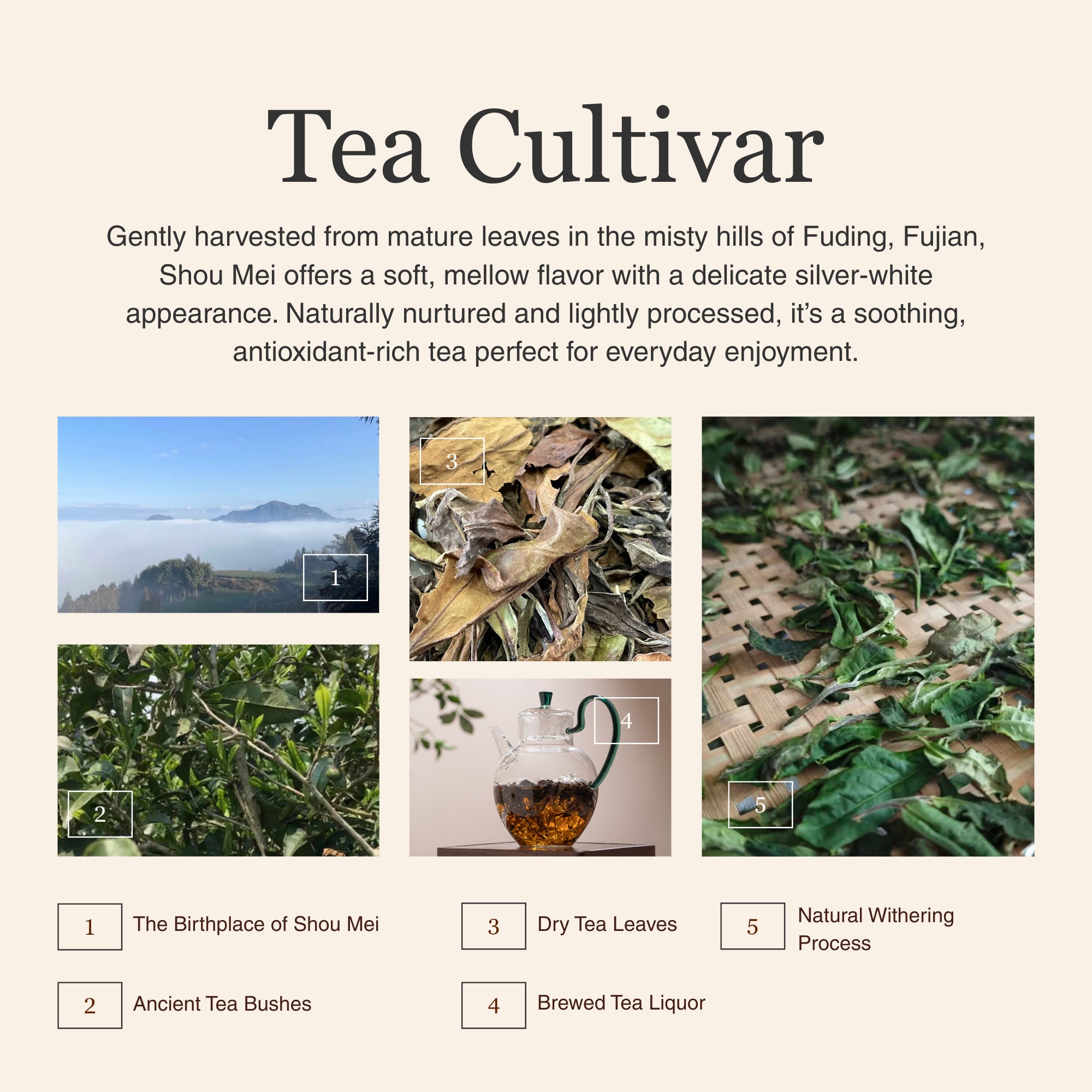 Shou Mei White Tea