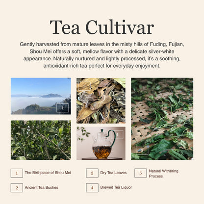 Shou Mei White Tea