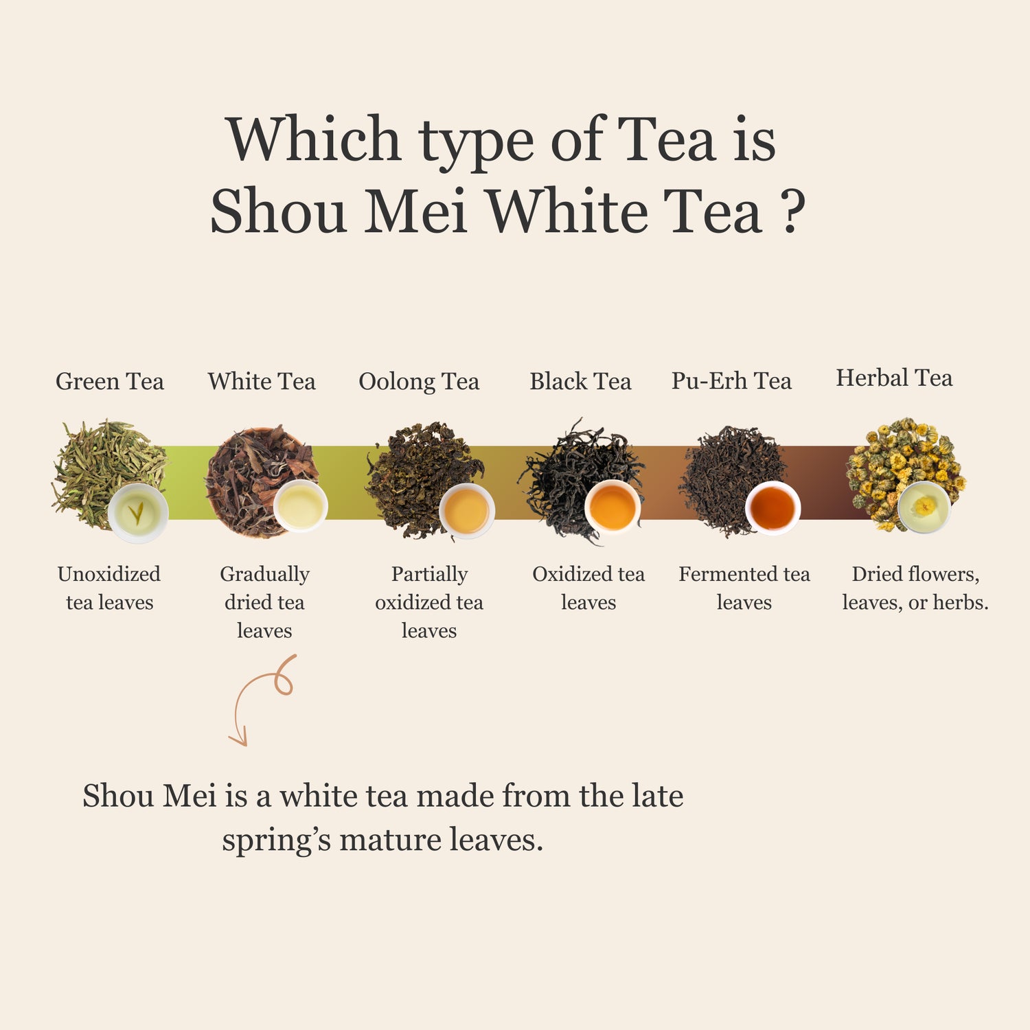 Shou Mei White Tea