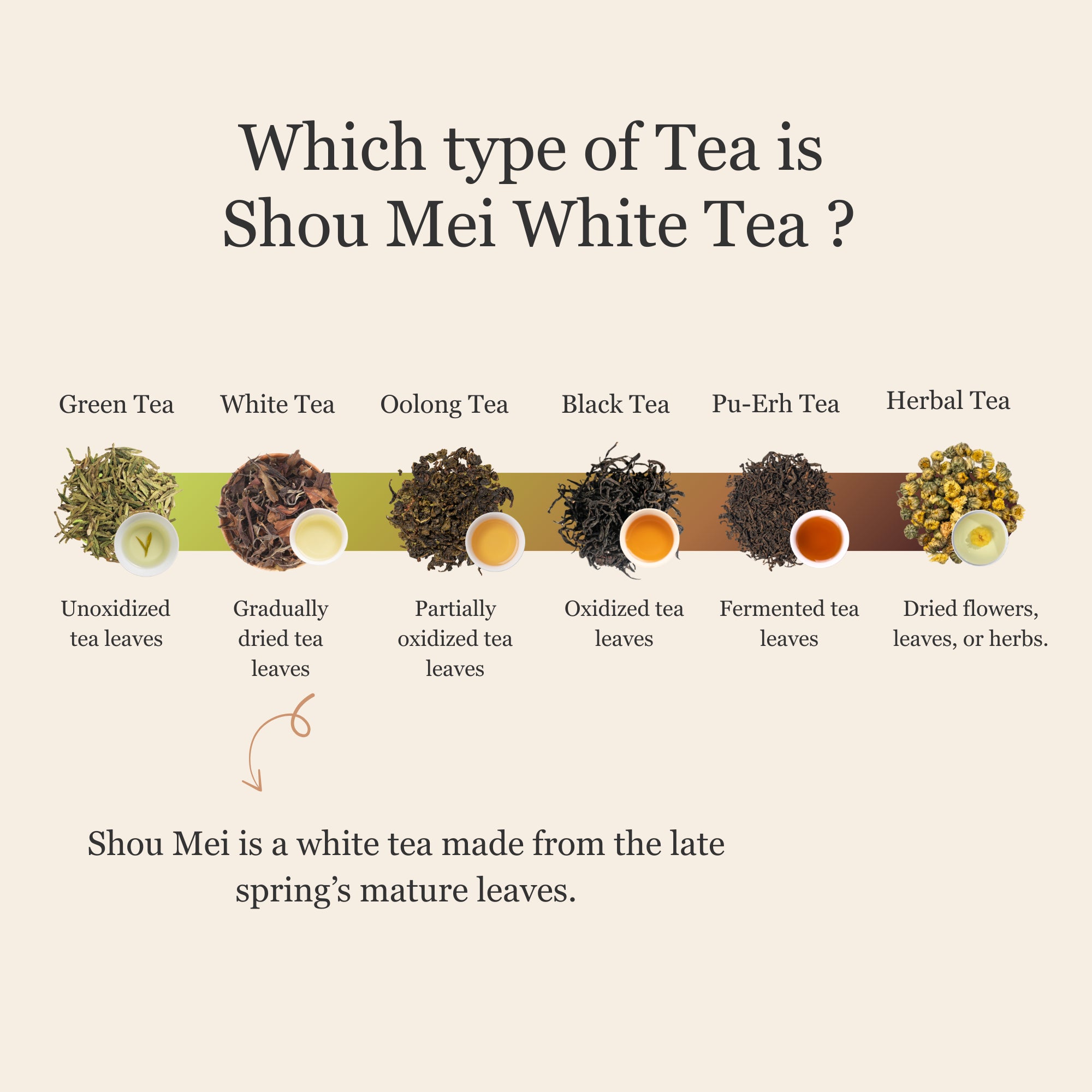 Shou Mei White Tea