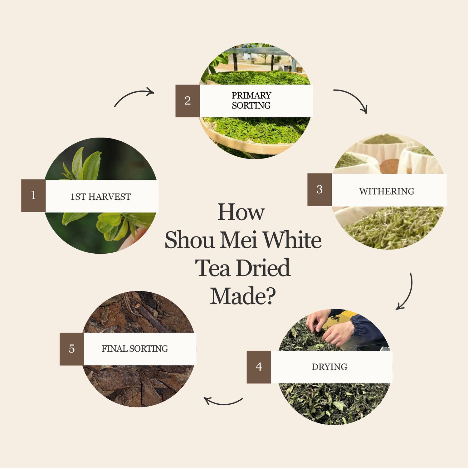 Shou Mei White Tea