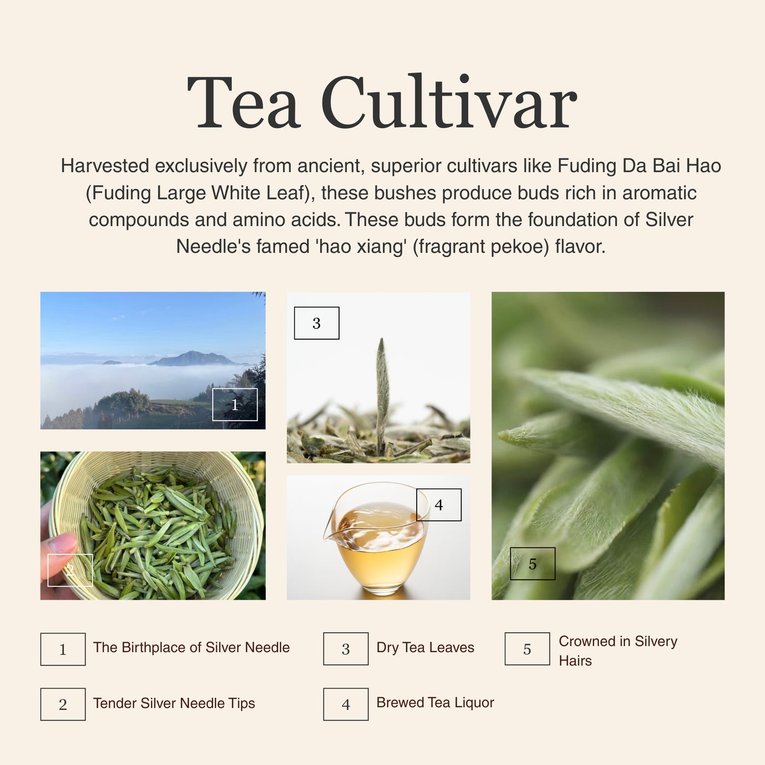 Silver Needle White Tea – 50g/1.8oz
