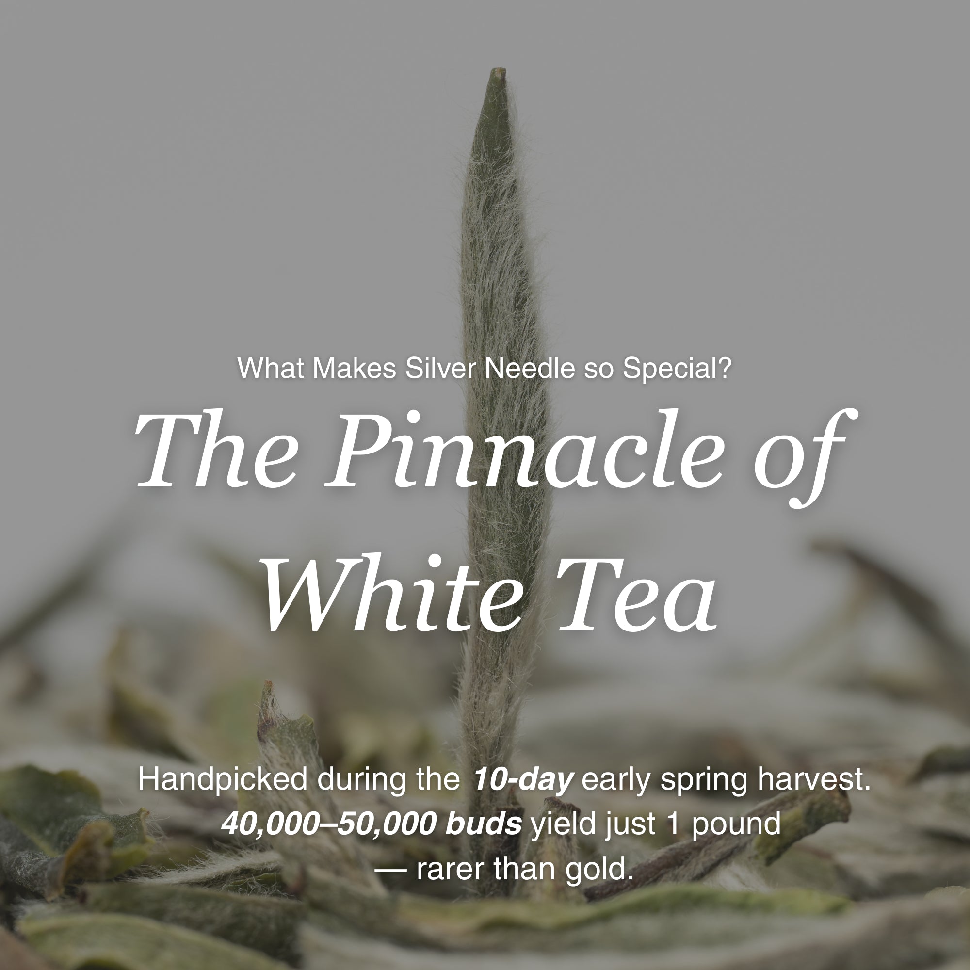 Silver Needle White Tea – 50g/1.8oz
