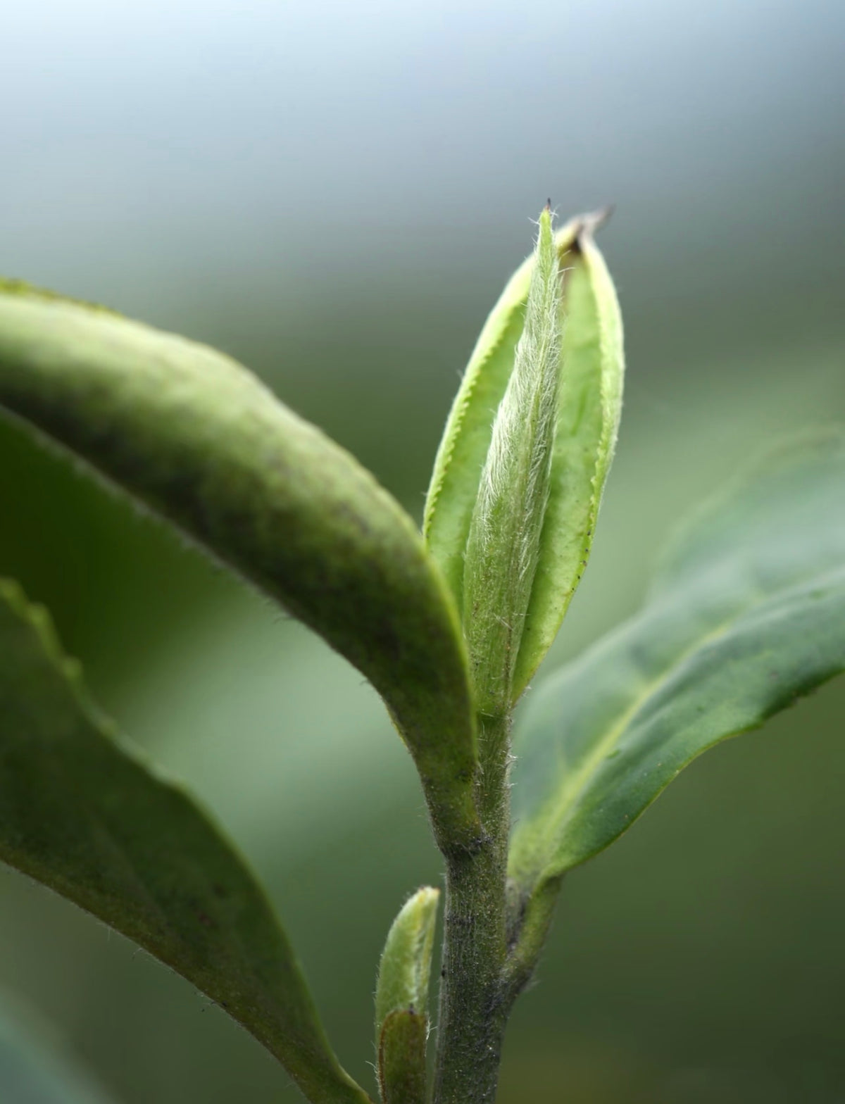 Silver Needle White Tea