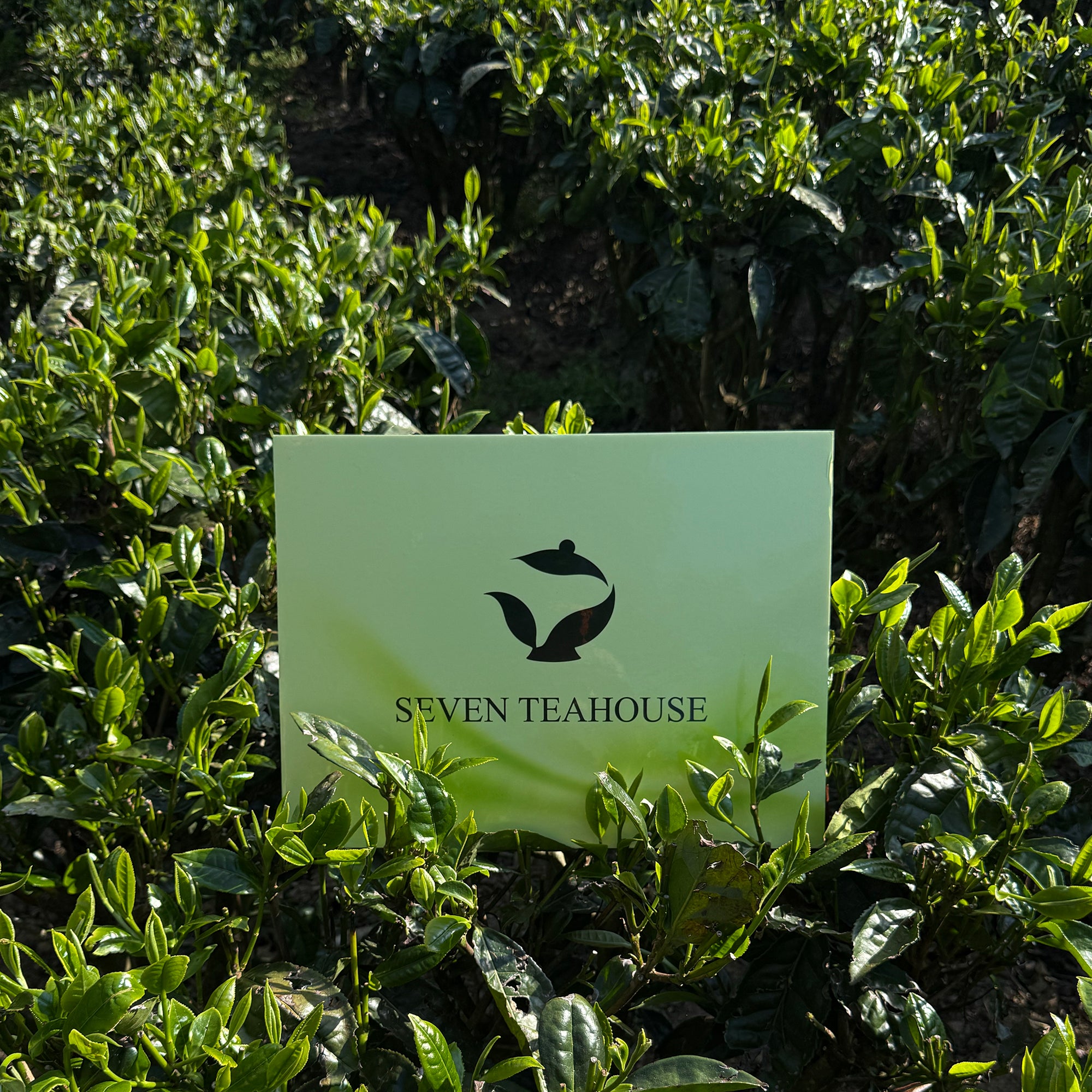 Fruit Oolong Collection | 7 Premium Selections Tea Bags